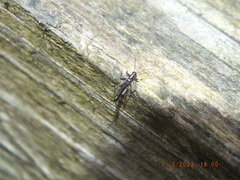 Allocapnia vivipara