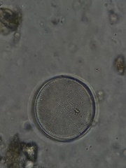 Coscinodiscophycidae