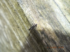 Allocapnia vivipara