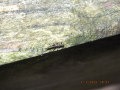Allocapnia vivipara