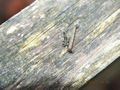 Allocapnia vivipara