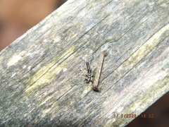 Allocapnia vivipara