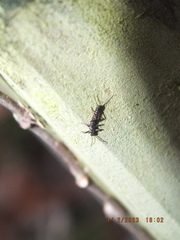 Allocapnia vivipara