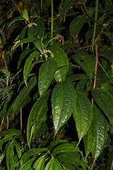 Urticaceae