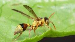 Ropalidia romandi