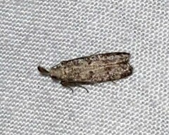 Dichomeris inversella