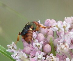 Cerceris bicornuta