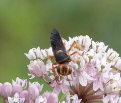 Cerceris bicornuta