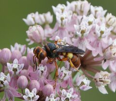 Cerceris bicornuta
