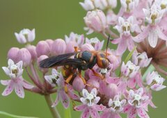 Cerceris bicornuta