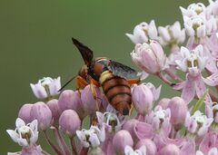 Cerceris bicornuta