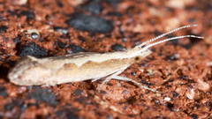 Plutella xylostella-australiana