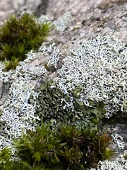 Physcia thomsoniana