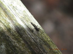 Allocapnia vivipara