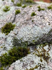 Physcia thomsoniana