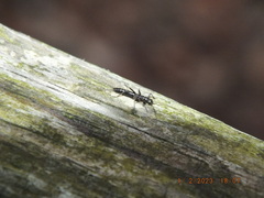 Allocapnia vivipara