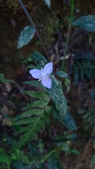 Elasis guatemalensis