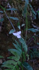 Elasis guatemalensis