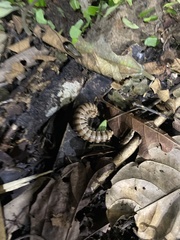 Nyssodesmus python