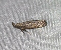 Dichomeris inversella