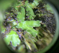 Targionia hypophylla