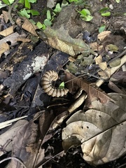 Nyssodesmus python