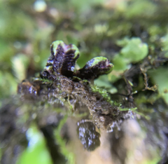 Targionia hypophylla