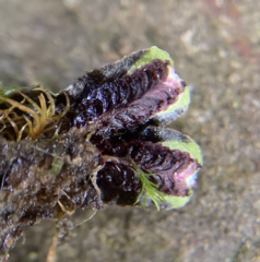 Targionia hypophylla