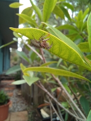 Opisthoncus quadratarius