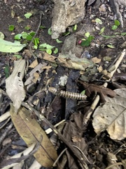 Nyssodesmus python