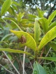 Opisthoncus quadratarius