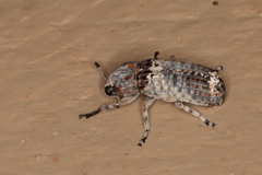 Anthribidae