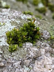 Orthotrichum anomalum