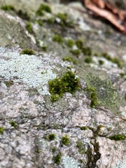 Orthotrichum anomalum
