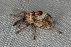 Nanophyinae