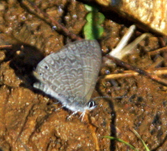 Pseudonacaduba sichela sichela