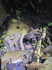 Nyssodesmus python