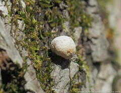 Bryoperdon acuminatum