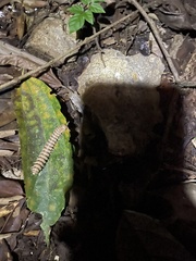 Nyssodesmus python