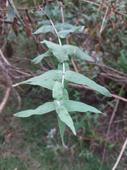 Buddleja salviifolia