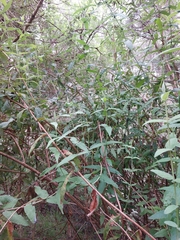 Buddleja salviifolia