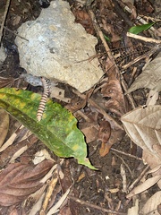 Nyssodesmus python