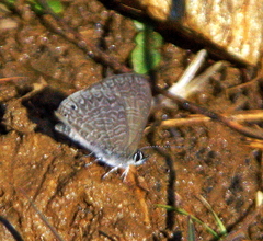 Pseudonacaduba sichela sichela