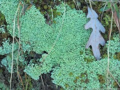 Cladonia caespiticia