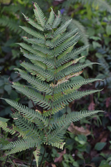 Pteris linearis