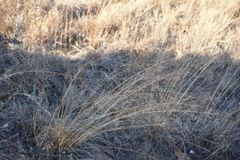 Eragrostis trichodes