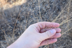 Eragrostis trichodes