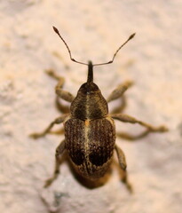 Curculionidae