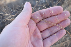 Eragrostis trichodes