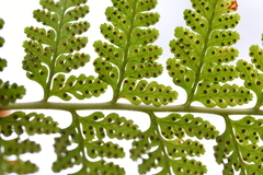 Microlepia speluncae